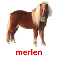 merlen flashcards illustrate