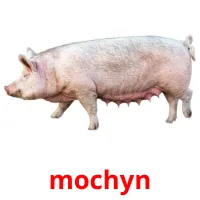 mochyn flashcards illustrate