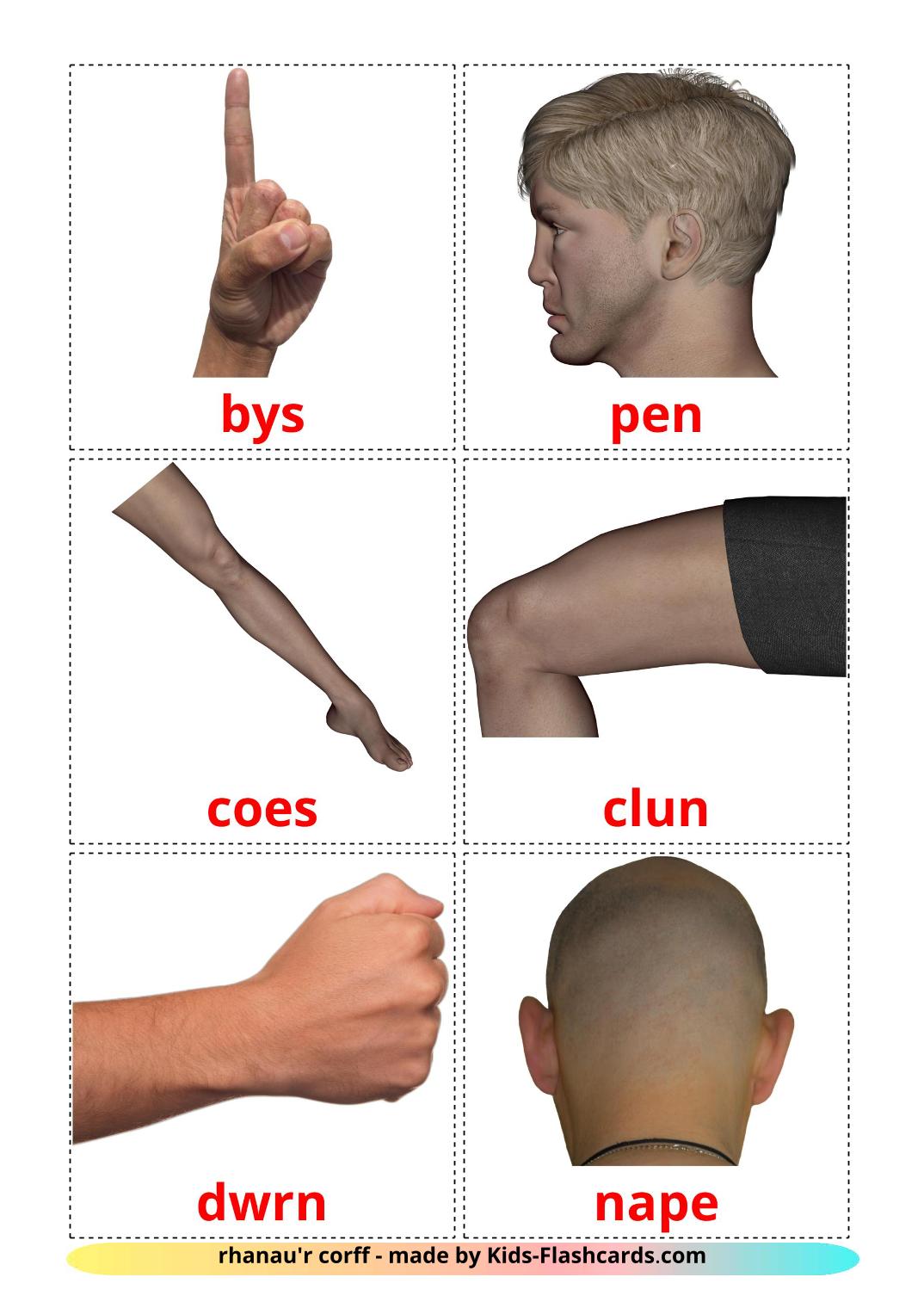 Body Parts - 26 Free Printable welsh Flashcards 