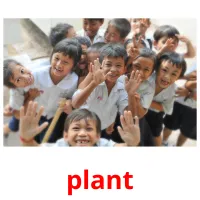 plant flashcards illustrate