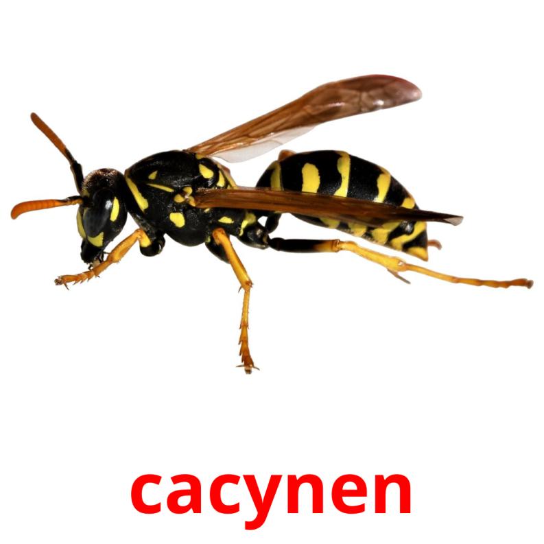 cacynen picture flashcards