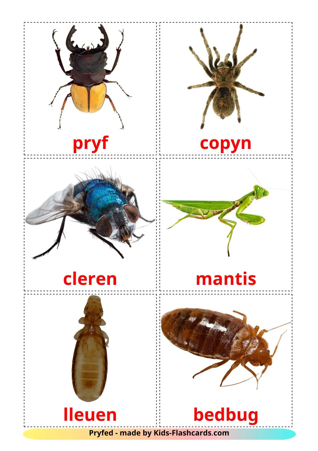 Insecten - 23 gratis printbare welshe kaarten