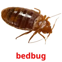 bedbug flashcards illustrate