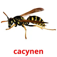 cacynen flashcards illustrate