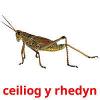 ceiliog y rhedyn flashcards illustrate