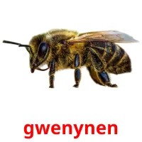 gwenynen flashcards illustrate