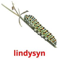 lindysyn flashcards illustrate