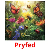 Pryfed flashcards illustrate