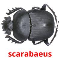 scarabaeus Bildkarteikarten