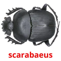 scarabaeus flashcards illustrate