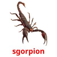 sgorpion Tarjetas didacticas