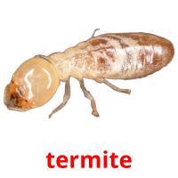 termite Tarjetas didacticas