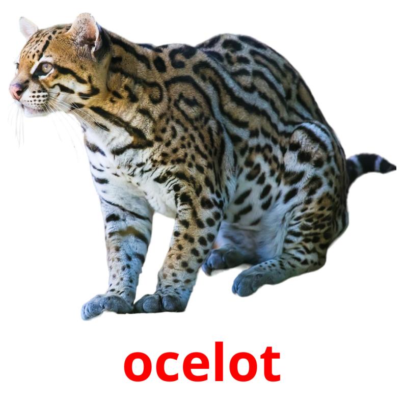 ocelot Bildkarteikarten