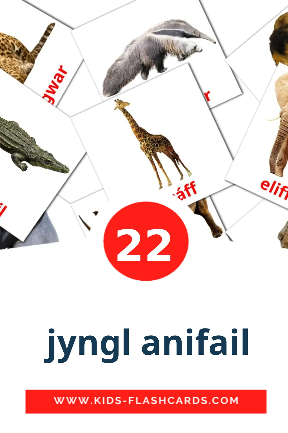 22 tarjetas didacticas de  jyngl anifail para el jardín de infancia en galés