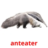 anteater Tarjetas didacticas