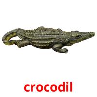crocodil Bildkarteikarten