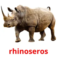 rhinoseros Tarjetas didacticas