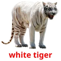 white tiger Tarjetas didacticas