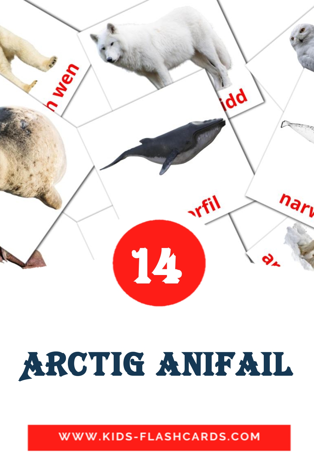 14 Arctig anifail Picture Cards for Kindergarden in welsh