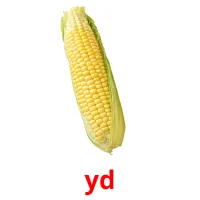 yd cartões com imagens