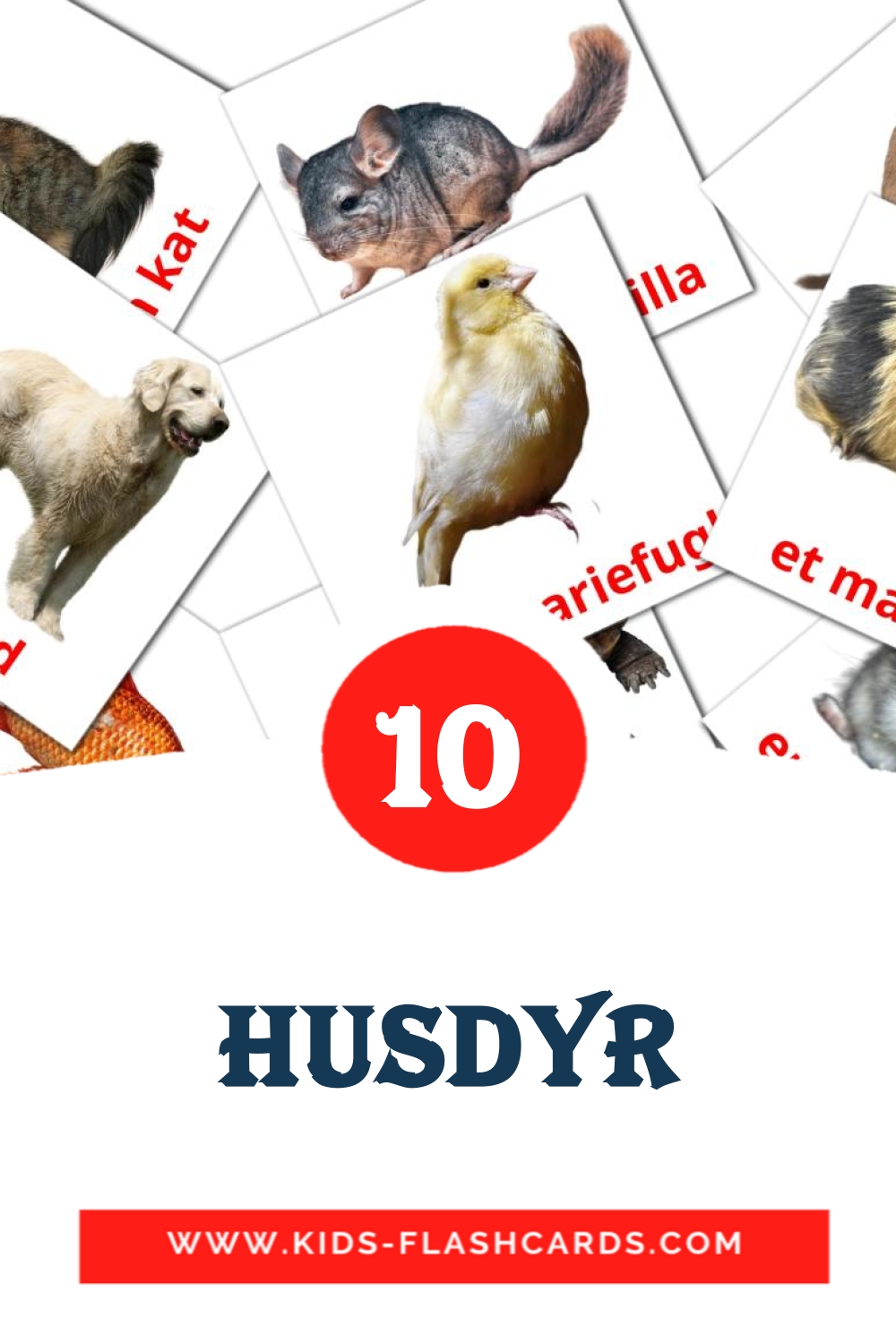 10 Husdyr Picture Cards for Kindergarden in dansk