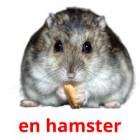 en hamster card for translate