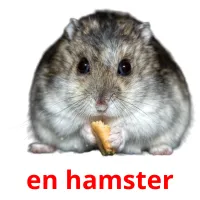 en hamster ansichtkaarten