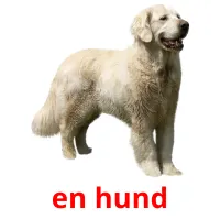 en hund ansichtkaarten