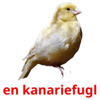 en kanariefugl ansichtkaarten