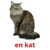 en kat ansichtkaarten