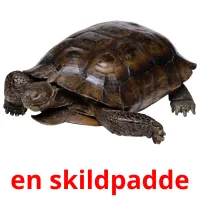 en skildpadde ansichtkaarten