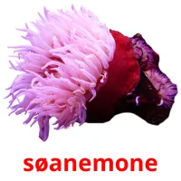 søanemone cartes flash