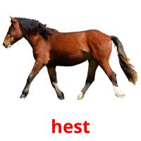 hest card for translate