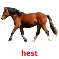 hest cartões com imagens