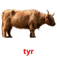 tyr cartões com imagens