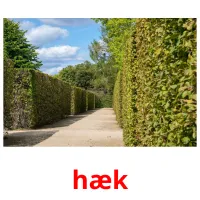 hæk flashcards illustrate