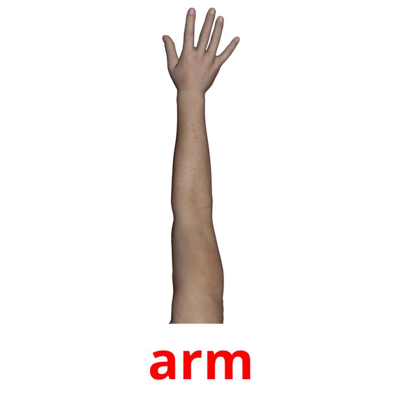 arm picture flashcards