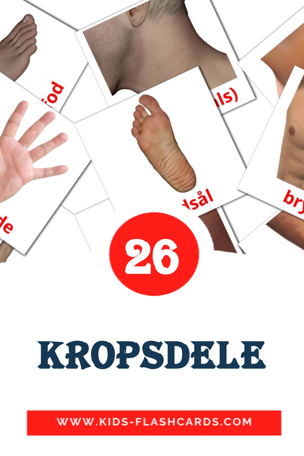 26 Kropsdele Picture Cards for Kindergarden in dansk