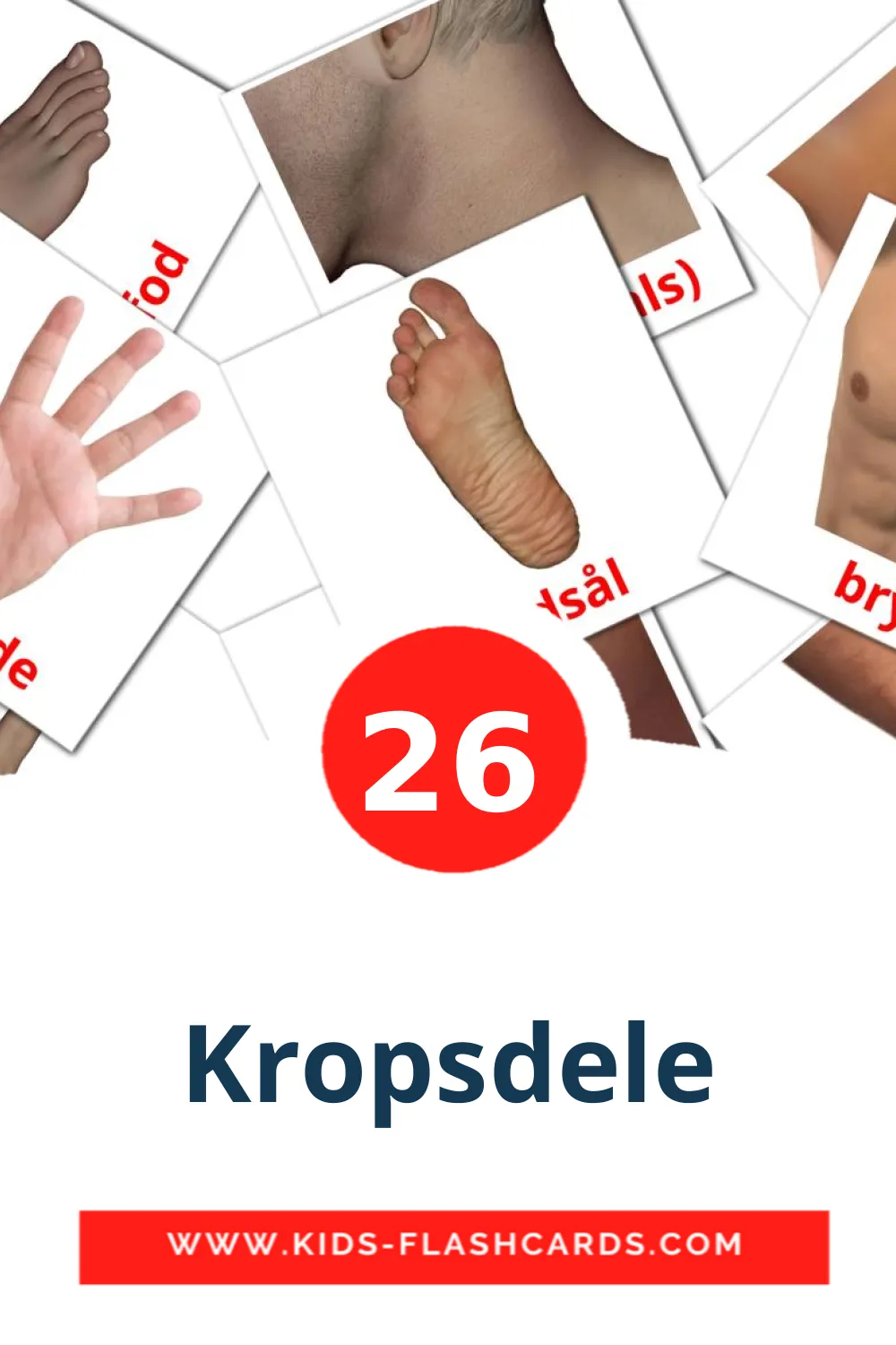 26 carte illustrate di Kropsdele per la scuola materna in dansk