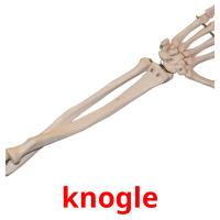 knogle picture flashcards