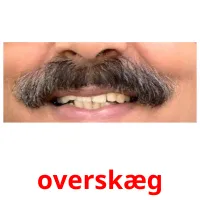 overskæg flashcards illustrate