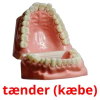 tænder (kæbe) flashcards illustrate