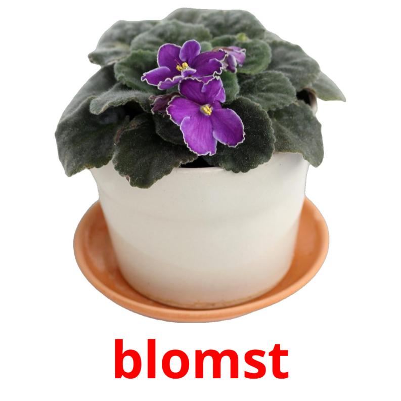 blomst picture flashcards