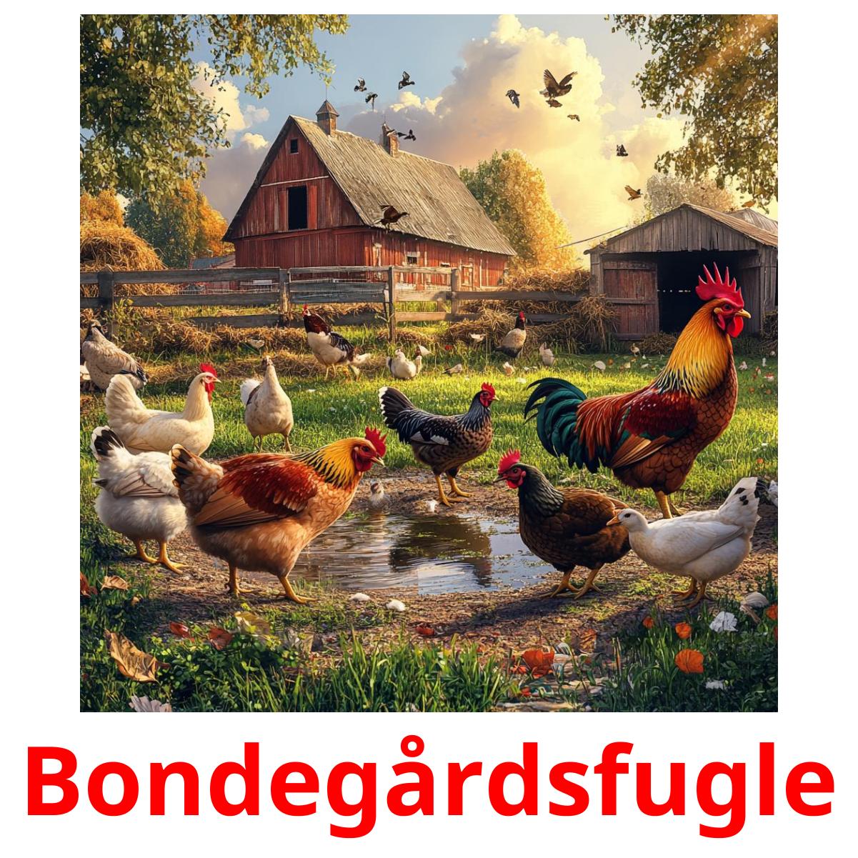 Bondegårdsfugle ansichtkaarten