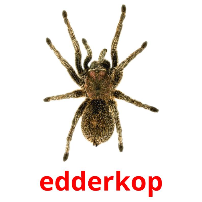 edderkop карточки энциклопедических знаний
