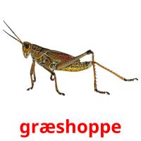 græshoppe picture flashcards