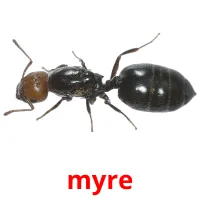 myre cartões com imagens