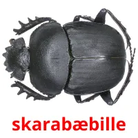 skarabæbille cartões com imagens