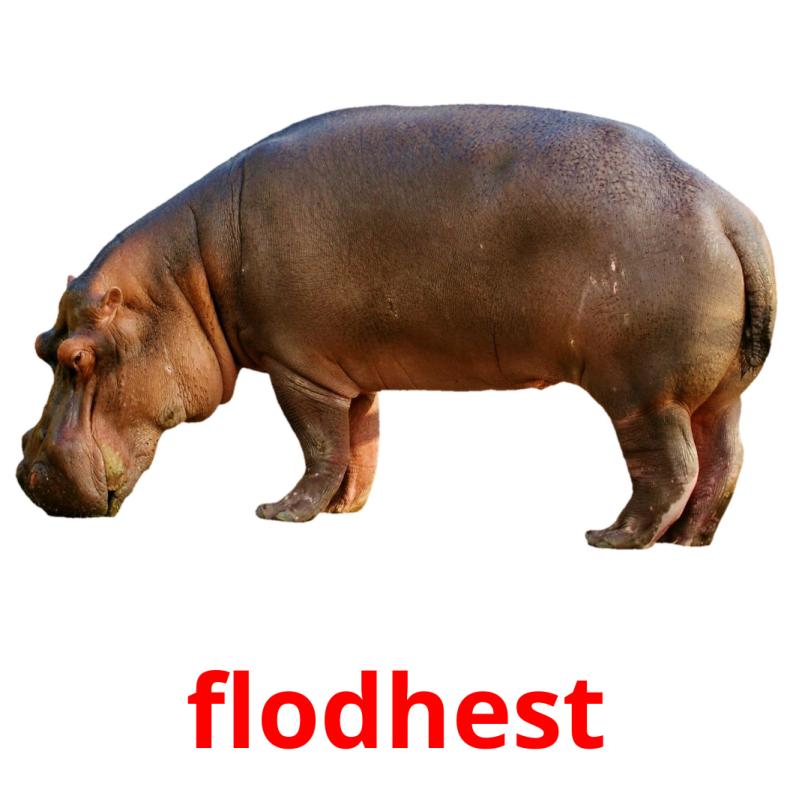 flodhest picture flashcards