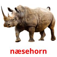 næsehorn picture flashcards